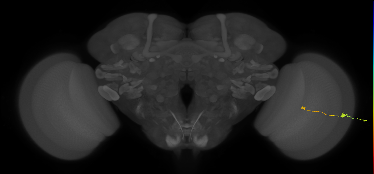 Tm9_R (MaleCNS:89309)