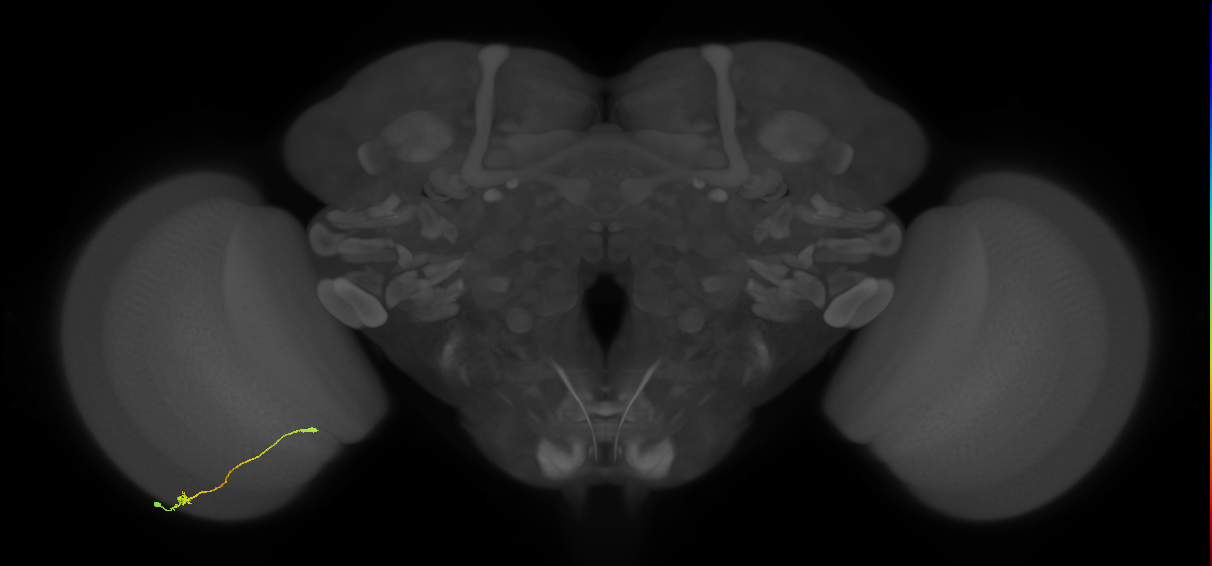 Tm9_L (MaleCNS:127074)