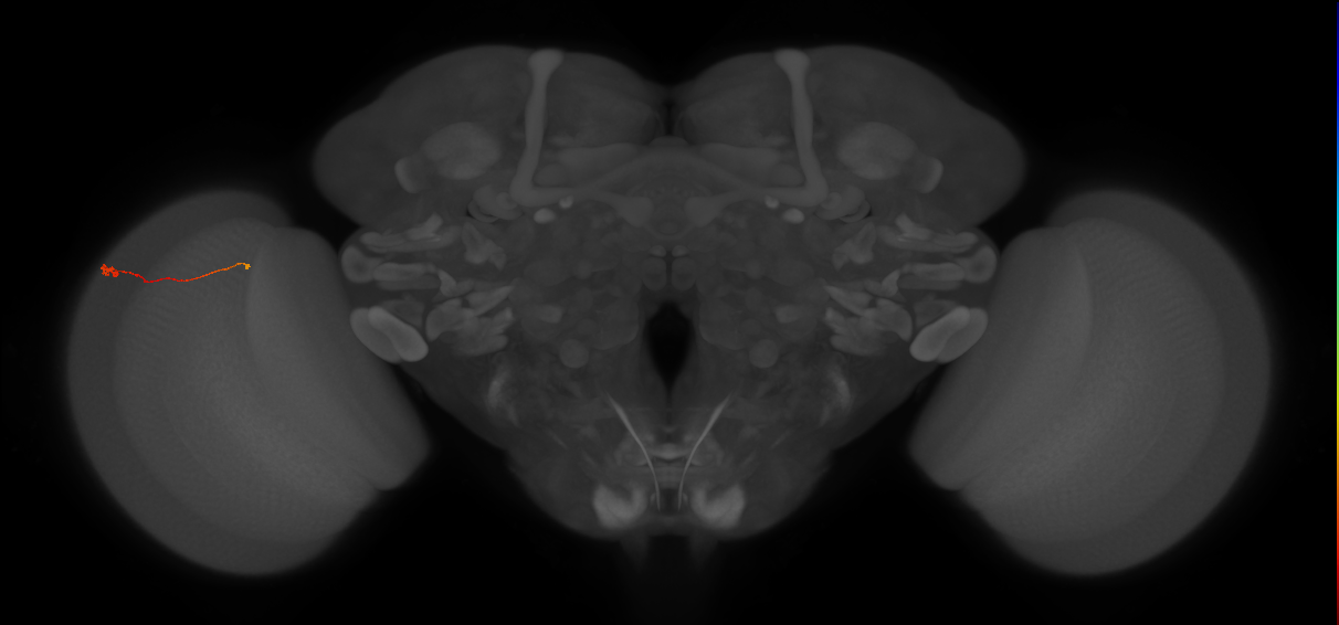 Tm9_L (MaleCNS:187520)