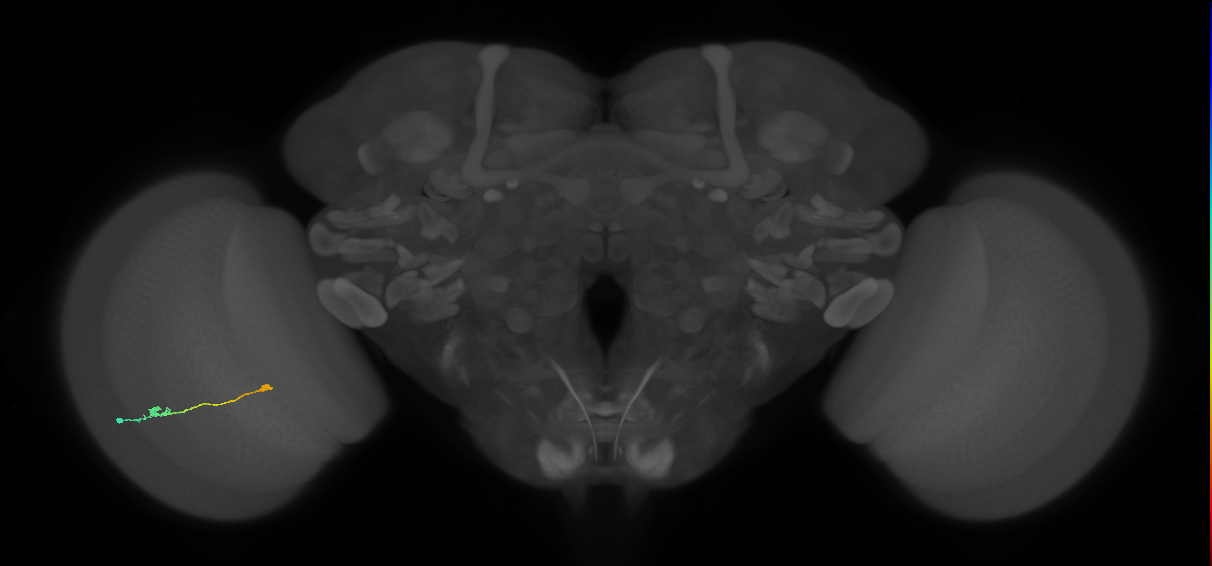 Tm9_L (MaleCNS:517088)