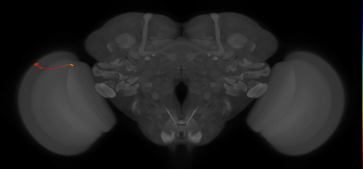 Tm9_L (MaleCNS:183010)