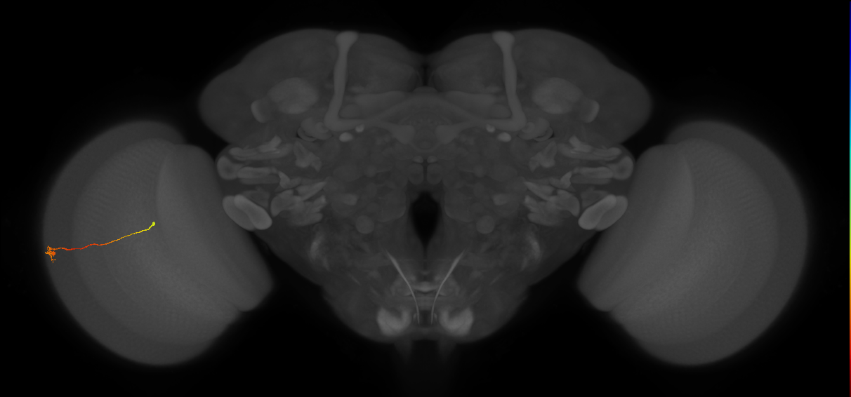 Tm9_L (MaleCNS:524931)