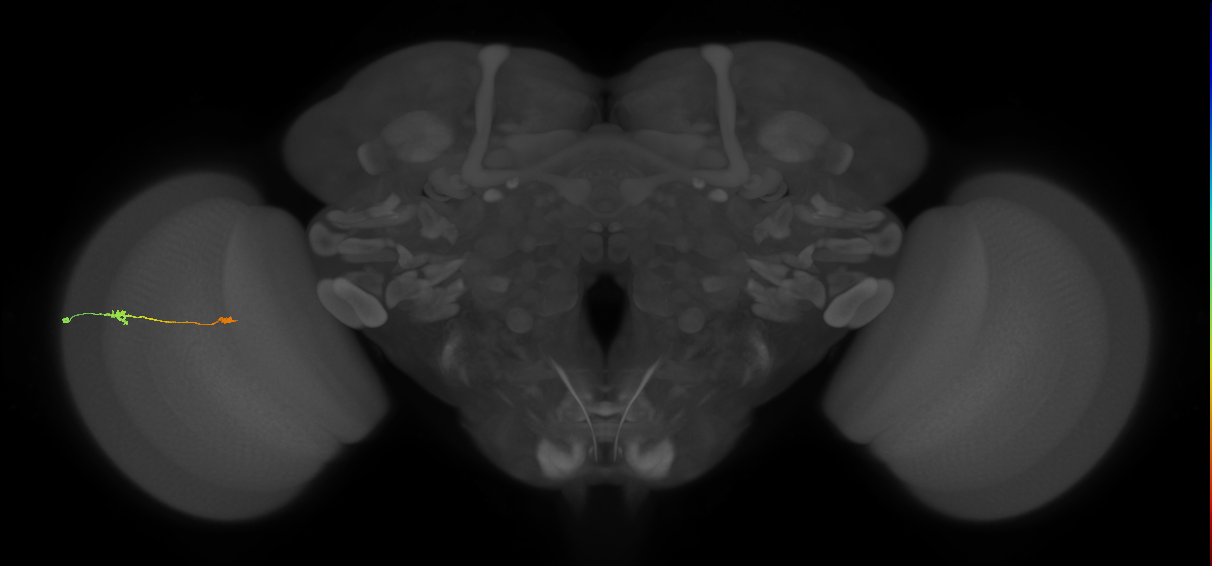 Tm9_L (MaleCNS:194269)