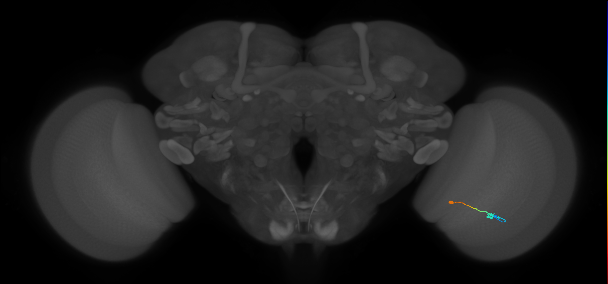 Tm9_R (MaleCNS:105416)