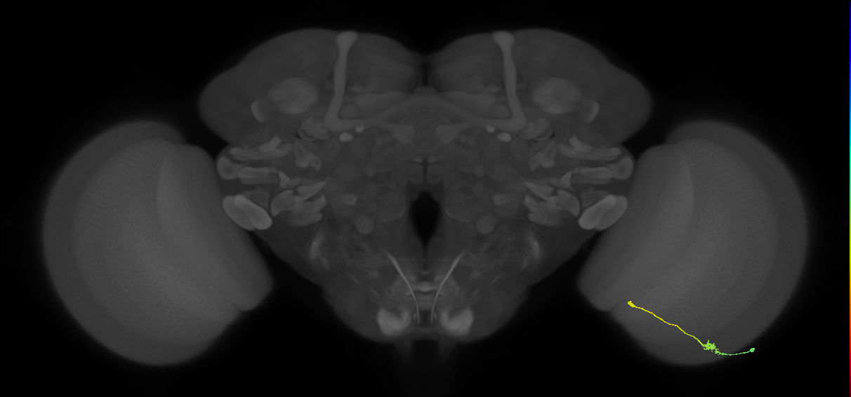 Tm9_R (MaleCNS:97393)