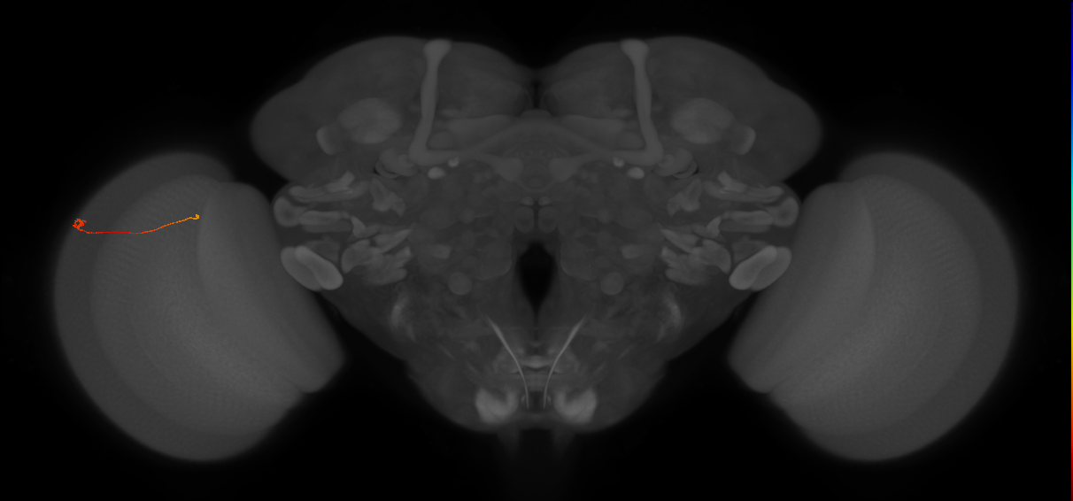 Tm9_L (MaleCNS:187032)