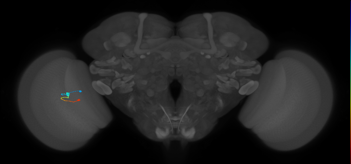 Tm9_L (MaleCNS:185241)