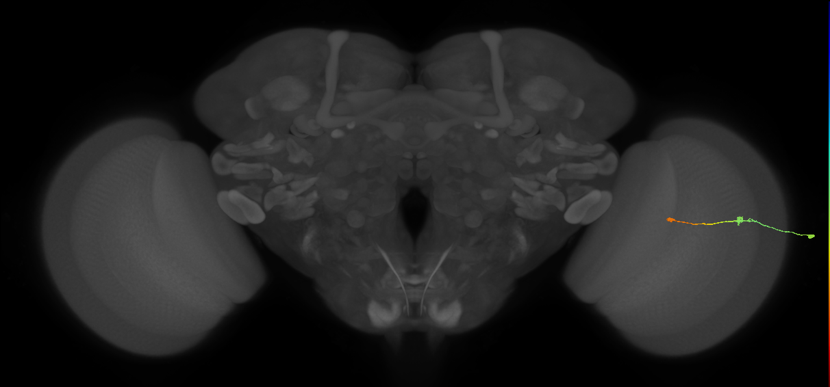 Tm9_R (MaleCNS:159628)