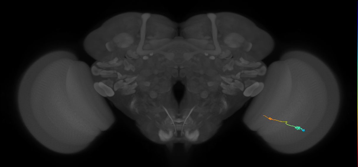 Tm9_R (MaleCNS:99268)