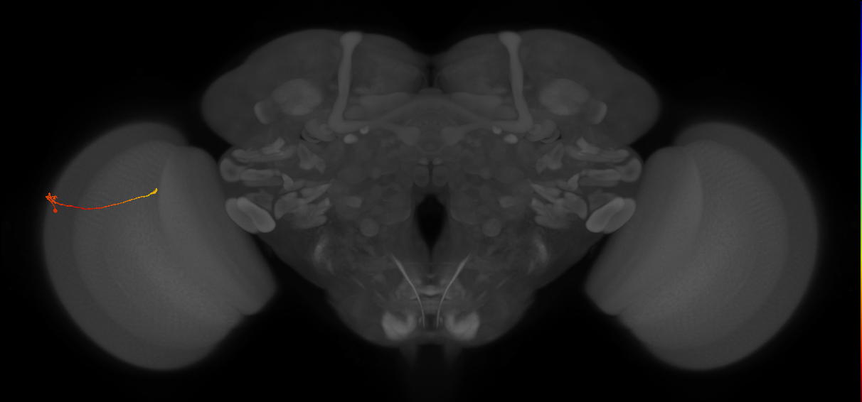 Tm9_L (MaleCNS:150657)
