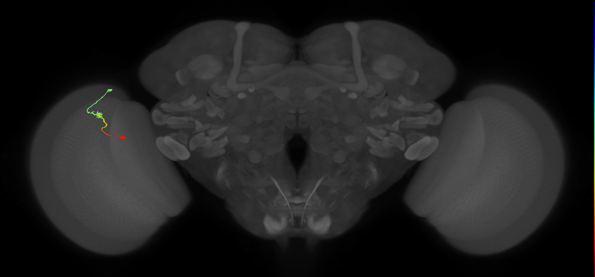 Tm9_L (MaleCNS:516782)