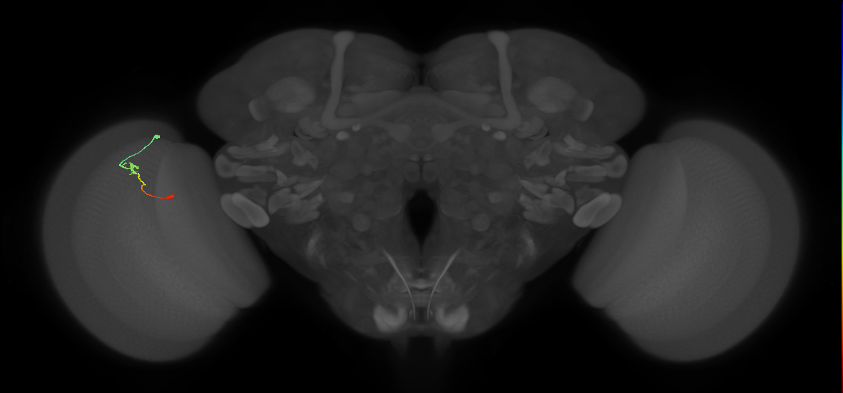 Tm9_L (MaleCNS:162430)