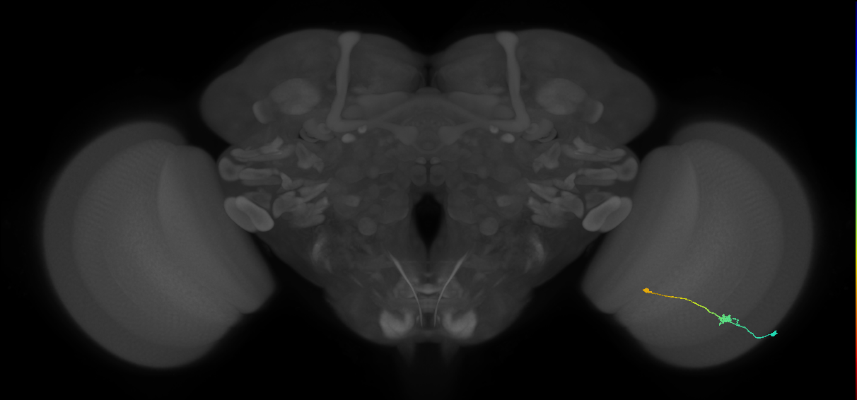 Tm9_R (MaleCNS:90938)