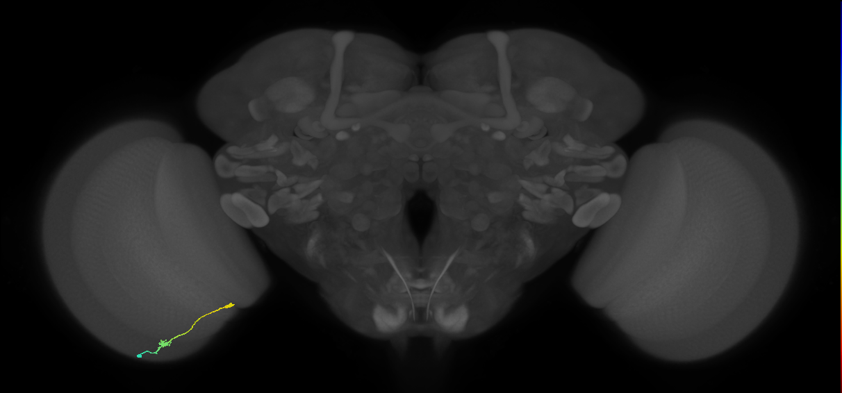 Tm9_L (MaleCNS:110464)