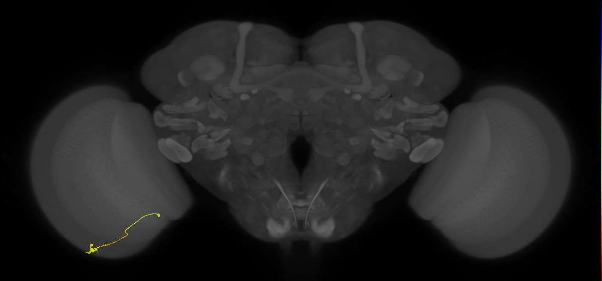 Tm9_L (MaleCNS:155672)