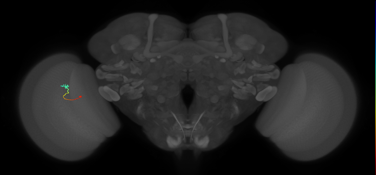 Tm9_L (MaleCNS:552456)