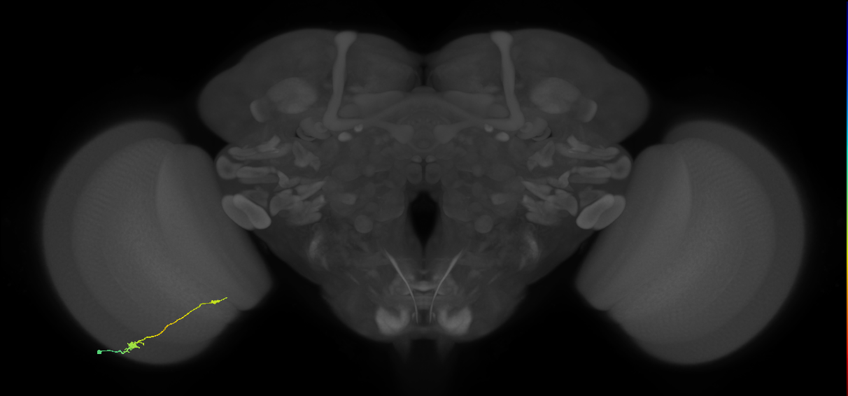Tm9_L (MaleCNS:103063)