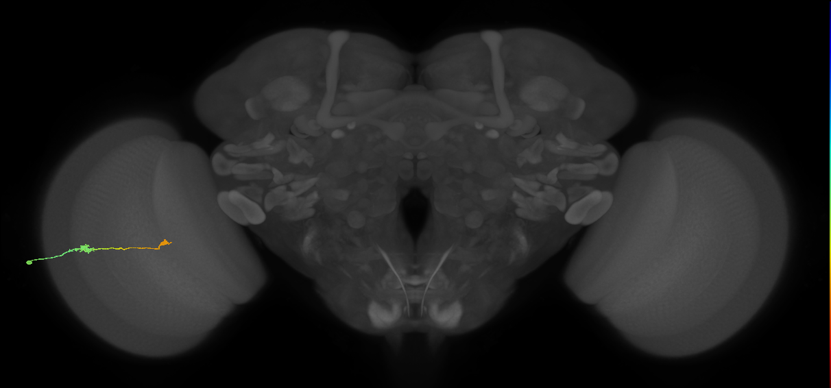 Tm9_L (MaleCNS:93907)