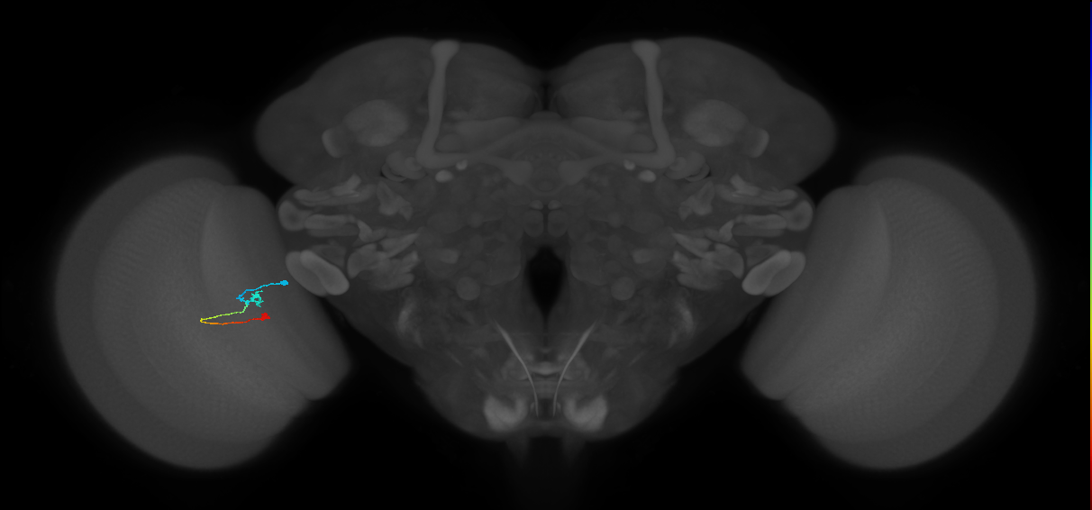 Tm9_L (MaleCNS:156861)