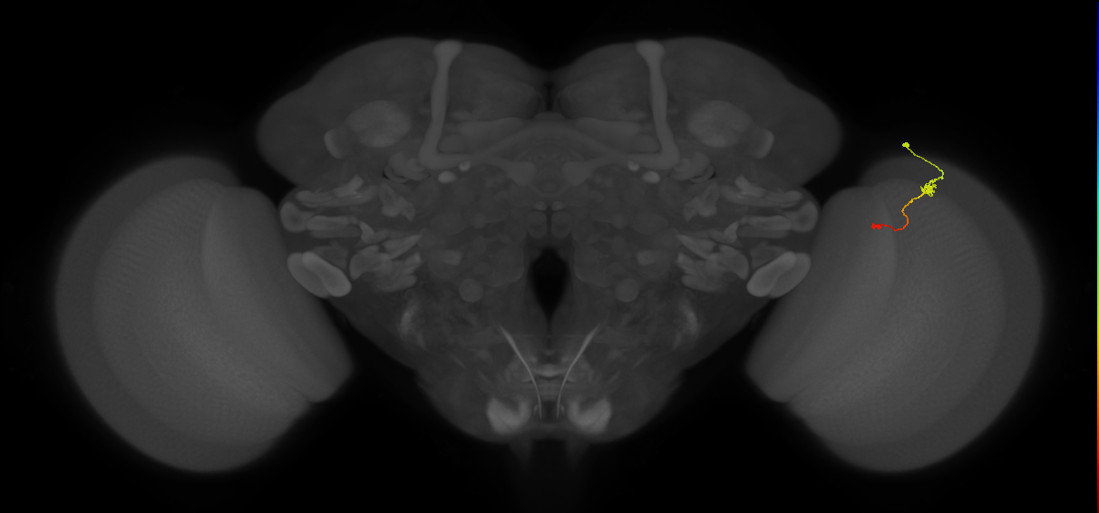 Tm9_R (MaleCNS:117805)