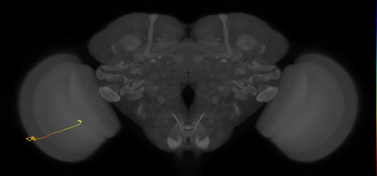 Tm9_L (MaleCNS:121442)