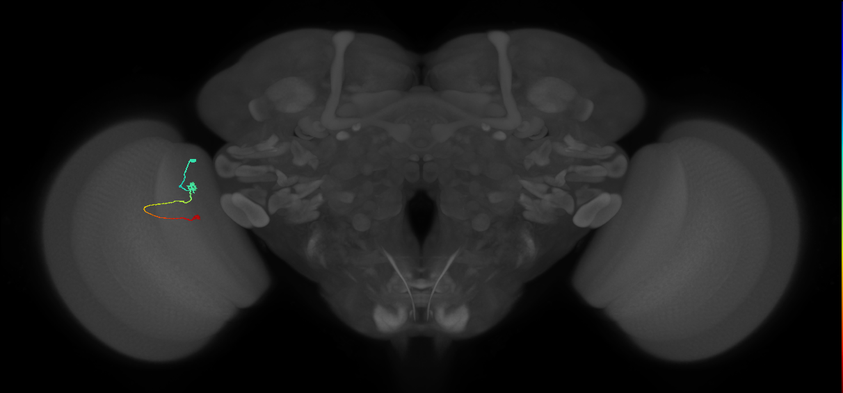 Tm9_L (MaleCNS:223294)