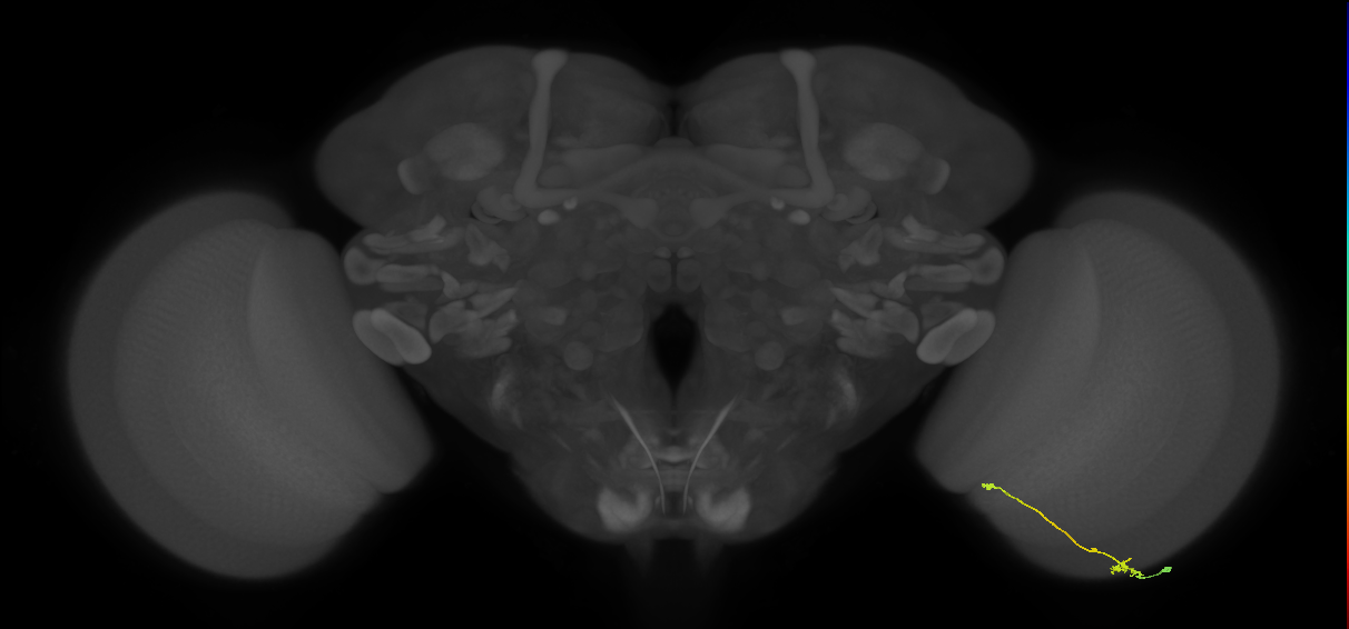 Tm9_R (MaleCNS:105648)