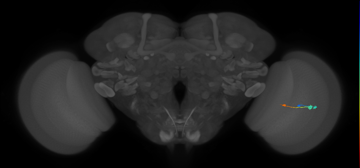 Tm9_R (MaleCNS:85026)