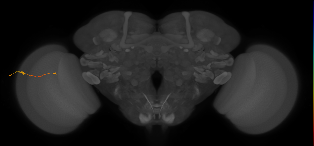 Tm9_L (MaleCNS:106502)