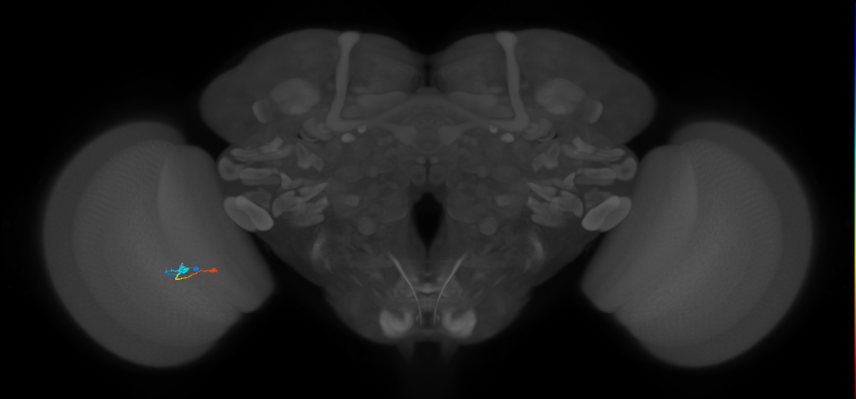 Tm9_L (MaleCNS:548920)