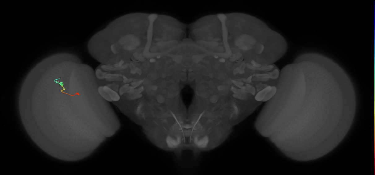 Tm9_L (MaleCNS:154866)