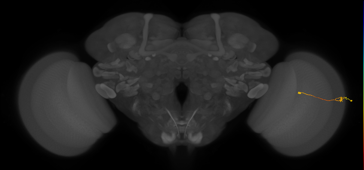 Tm9_R (MaleCNS:157270)