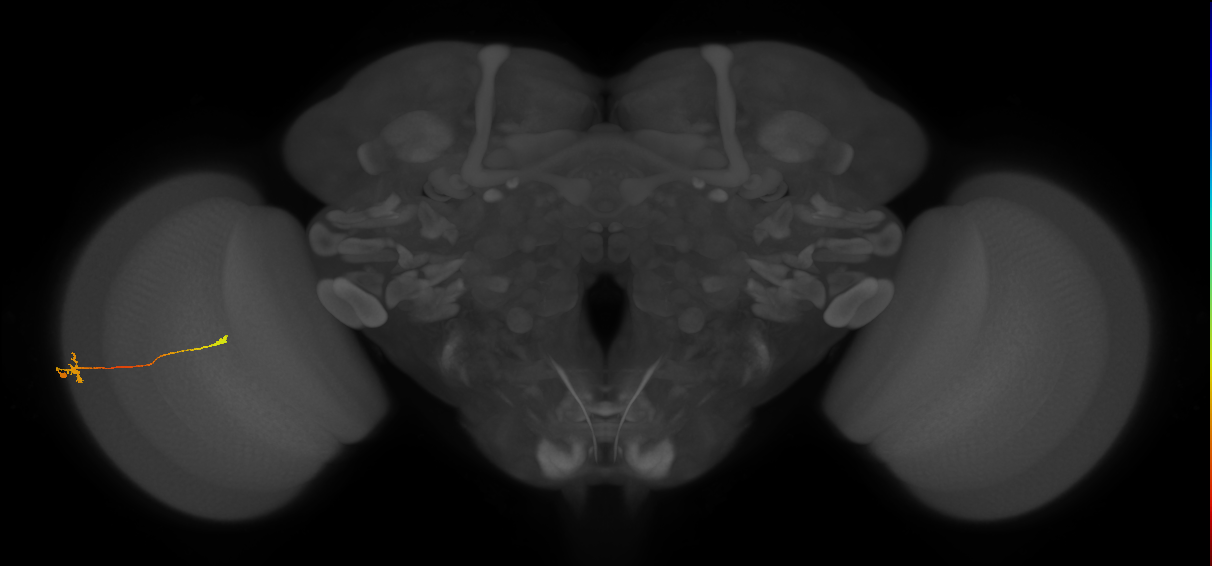 Tm9_L (MaleCNS:60995)
