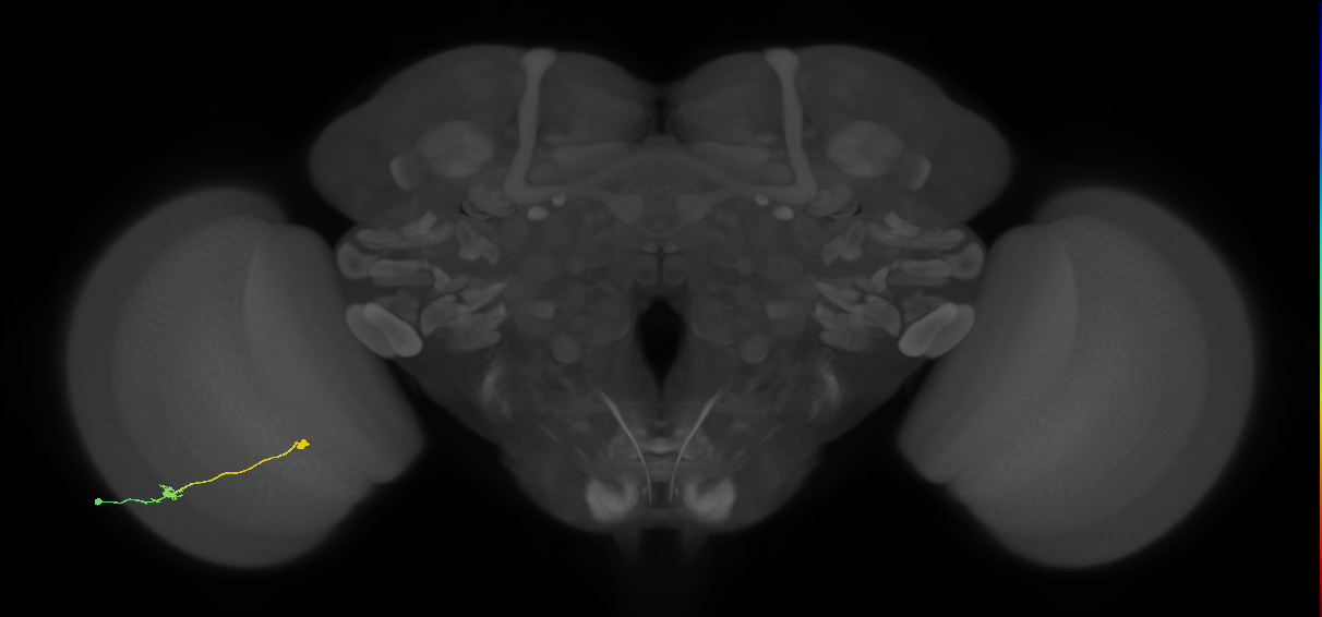 Tm9_L (MaleCNS:524696)