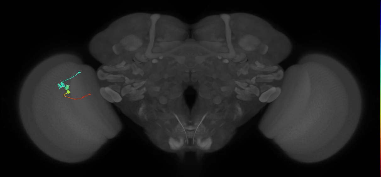 Tm3_L (MaleCNS:143377)