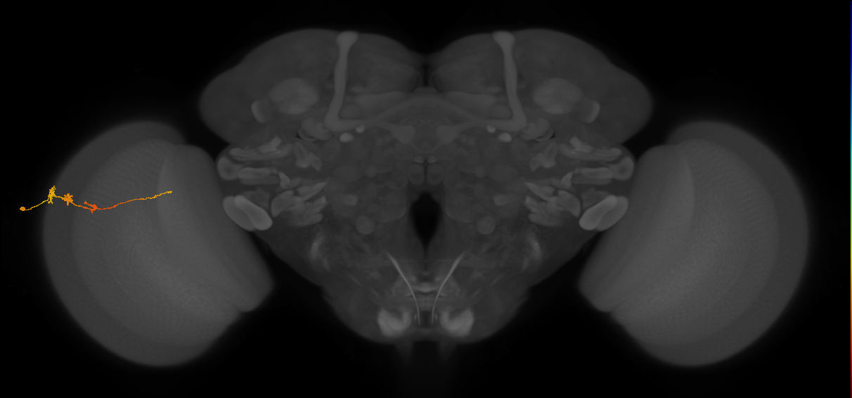 Tm3_L (MaleCNS:85402)