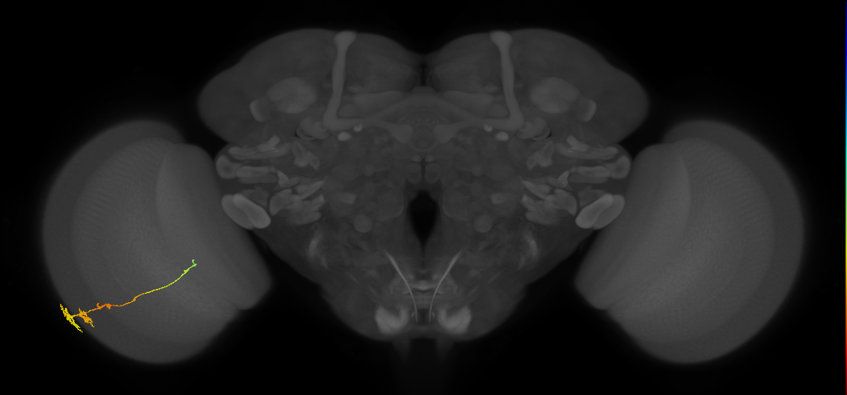 Tm3_L (MaleCNS:518973)