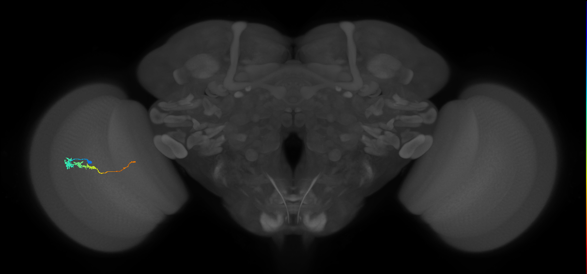 Tm3_L (MaleCNS:516638)