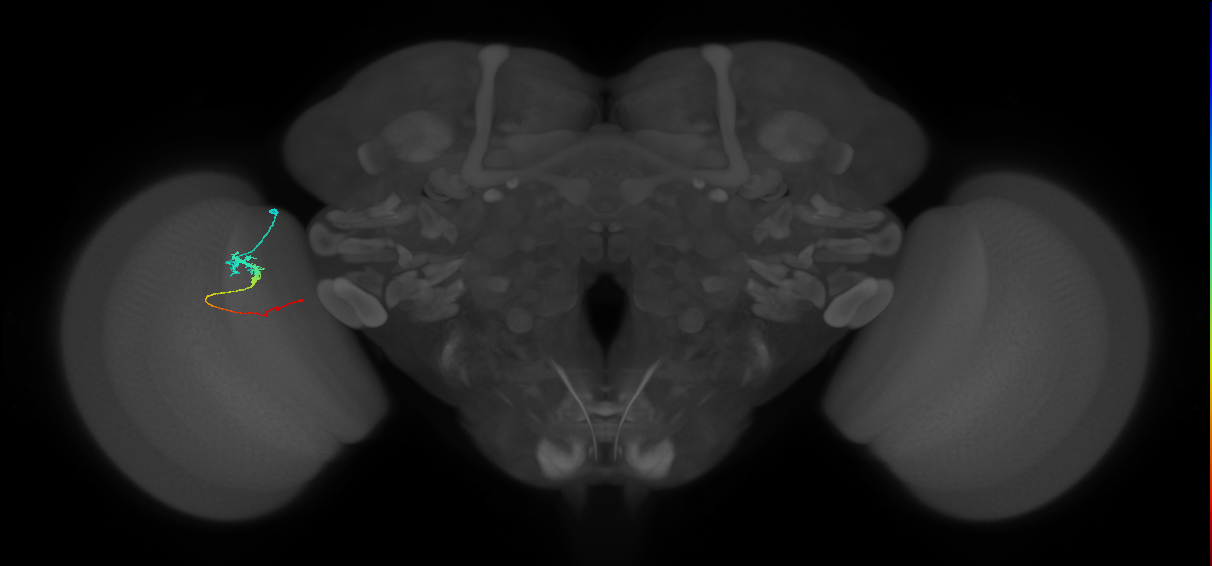 Tm3_L (MaleCNS:115159)