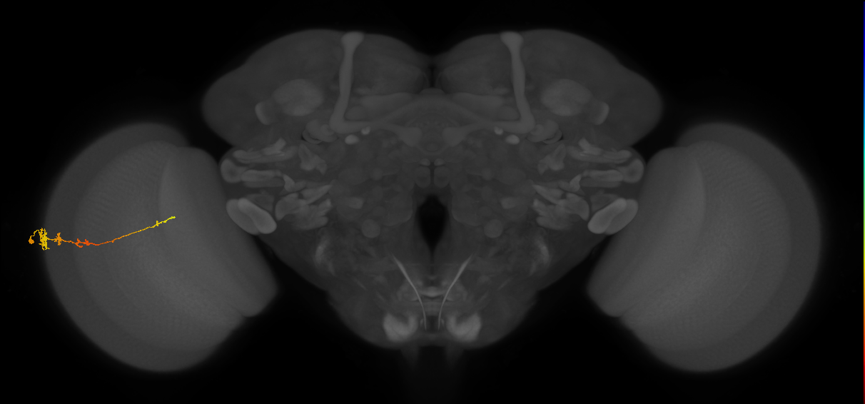 Tm3_L (MaleCNS:60639)