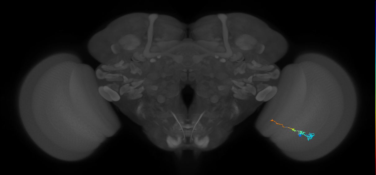 Tm3_R (MaleCNS:118822)
