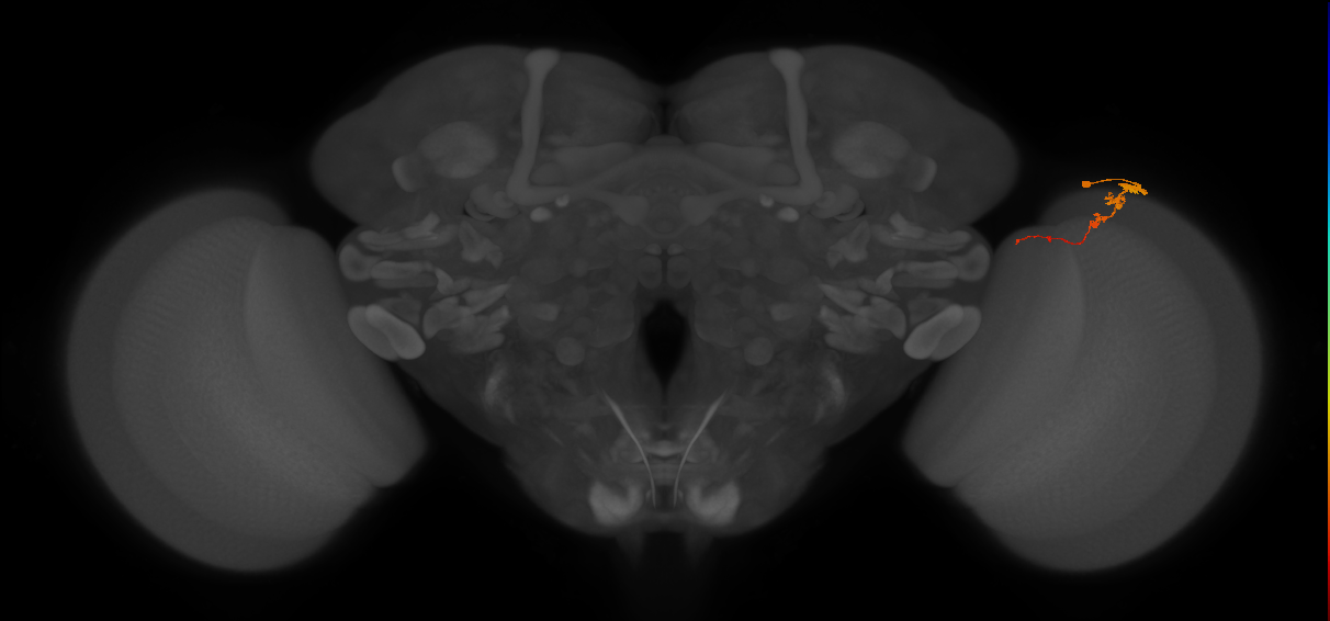 Tm3_R (MaleCNS:83568)
