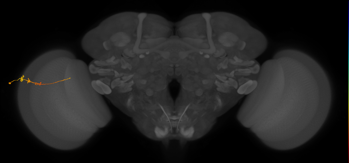 Tm3_L (MaleCNS:95785)