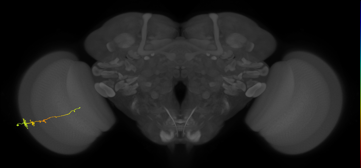 Tm3_L (MaleCNS:68612)