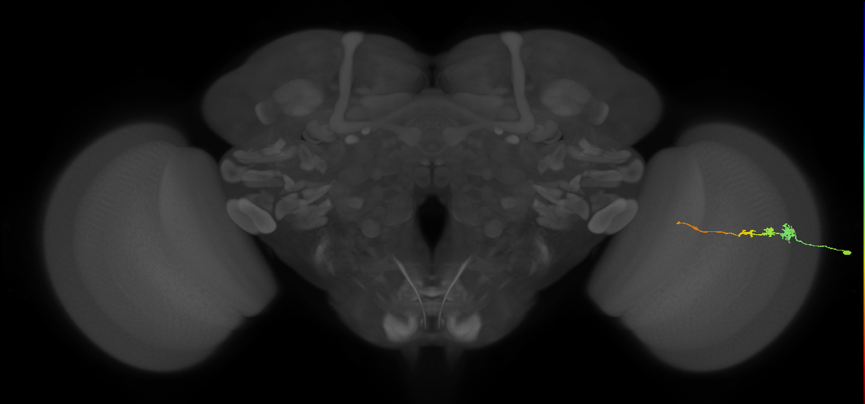 Tm3_R (MaleCNS:120016)
