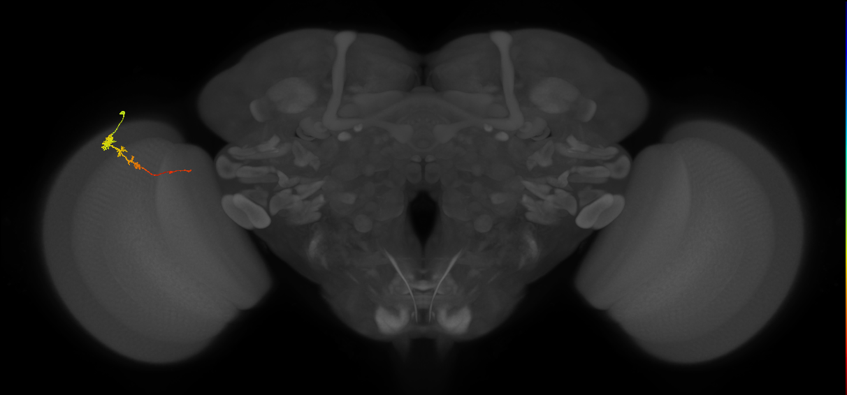 Tm3_L (MaleCNS:93404)