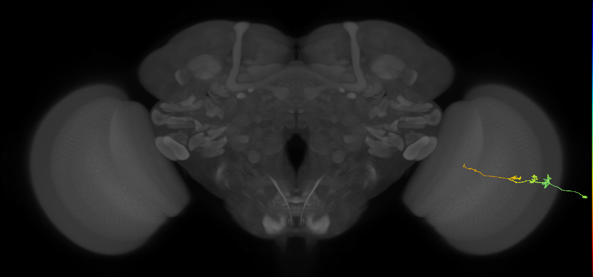 Tm3_R (MaleCNS:109593)