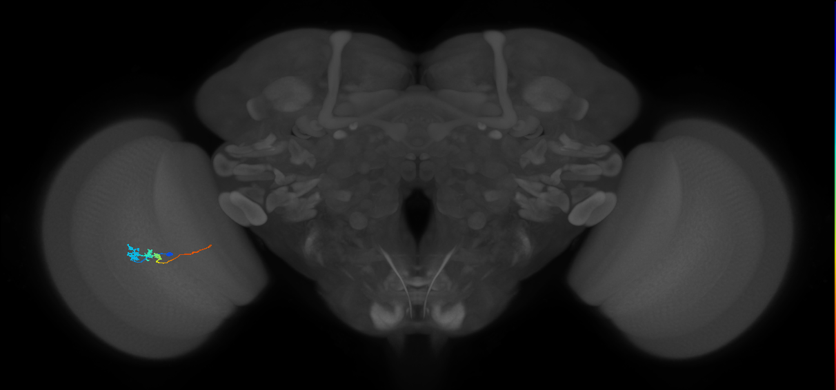 Tm3_L (MaleCNS:536994)