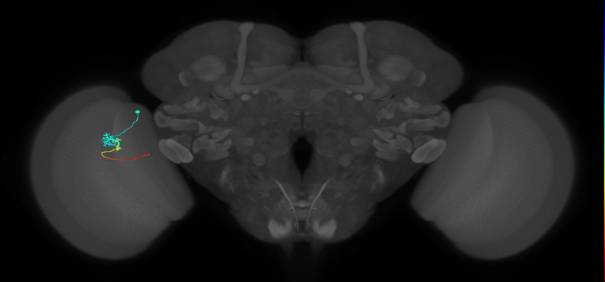 Tm3_L (MaleCNS:542065)