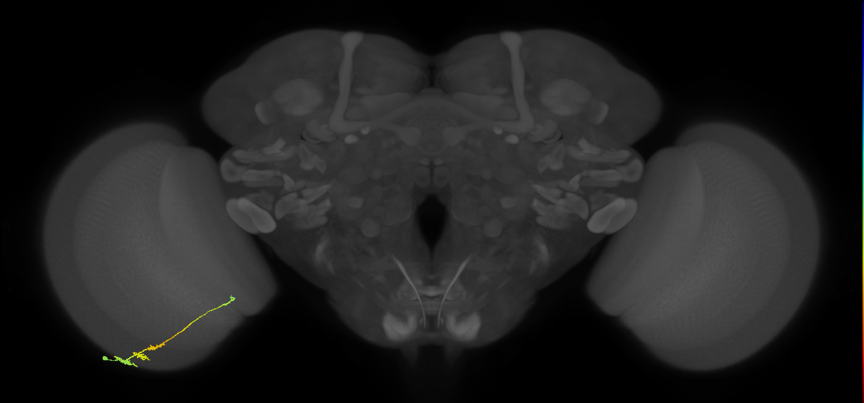 Tm3_L (MaleCNS:167463)